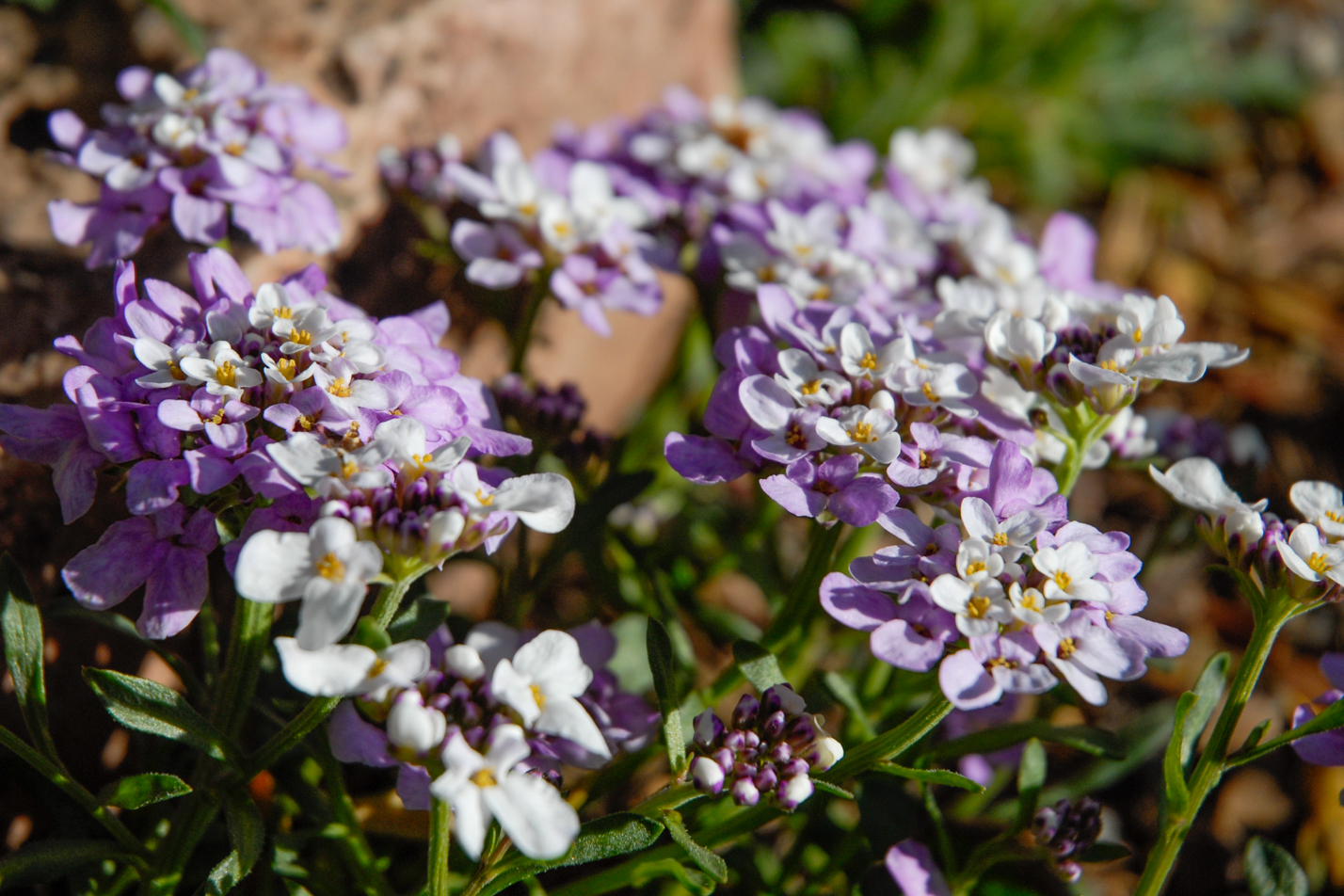 Dwarf Candytuft